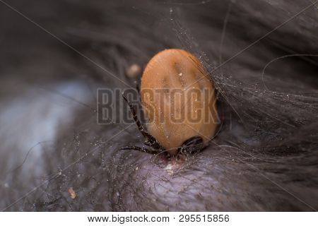 The Tick Sucking Blood From A Cat's Skin. Tick Attached To The Cat Skin