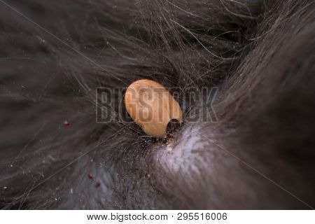 The Tick Sucking Blood From A Cat's Skin. Tick Attached To The Cat Skin