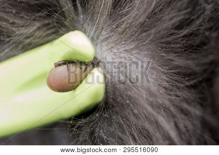 Tick Male And Female Catched With Tick Remover Tool