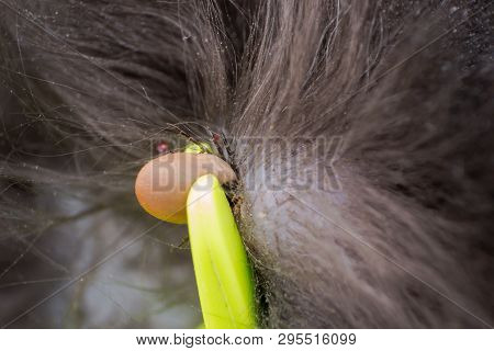 The Tick Attached To The Cat Skin Is Catched With Tick Remover Tool