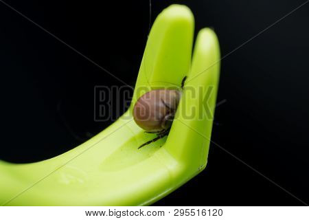 Tick Male And Female Catched With Tick Remover Tool
