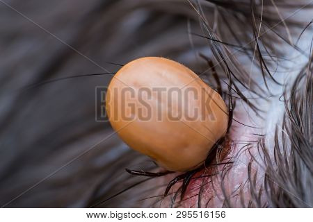 The Tick Sucking Blood From A Cat's Skin. Tick Attached To The Cat Skin
