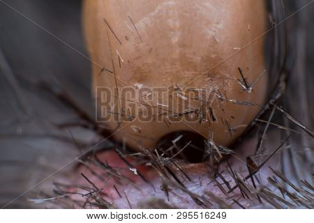 The Tick Sucking Blood From A Cat's Skin. Tick Attached To The Cat Skin