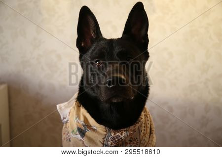 Portrait Of Cute Mixed Breed Black Dog At Interior.