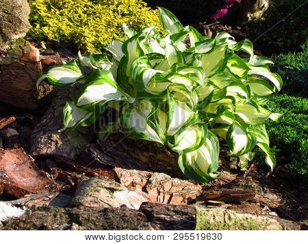 Hosta, Also Named Funkia, White Leaves With Green Borders