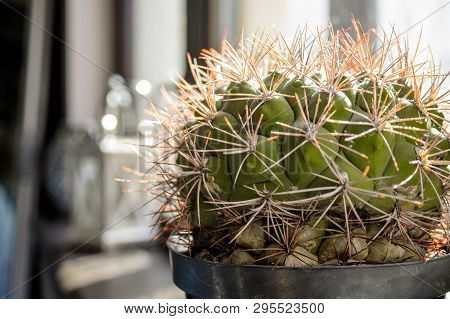 Tiny Green Little Cactus On The Window