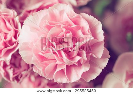 Beautiful Pink Carnation Macro Close-up. Beautiful Soft Blurred Rose-coloredbackground. Gentle And R