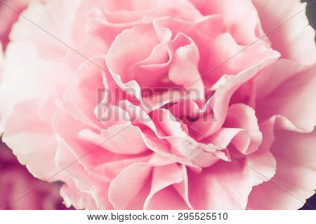 Beautiful Pink Carnation Macro Close-up. Beautiful Soft Blurred Rose-coloredbackground. Gentle And R
