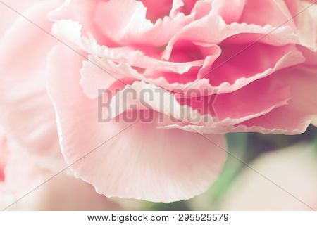 Beautiful Pink Carnation Macro Close-up. Beautiful Soft Blurred Rose-coloredbackground. Gentle And R