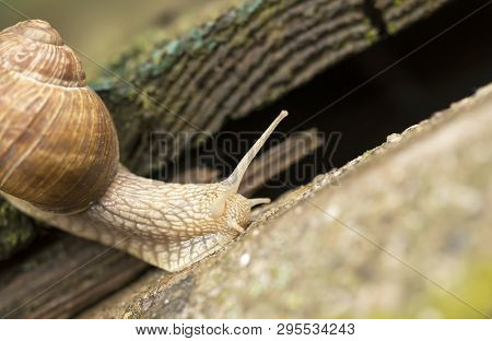 Snail Crowling On The Ground, Slow Web Concept, Copy Space