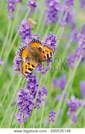 Small Tortoiseshell, Aglais Urticae, Butterfly On Lavender Flower