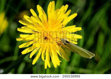 Close Up Of A Butterfly Or Rambling On A Flower