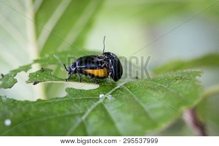 It Is A Close Up Of A Beetle