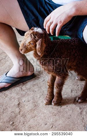 Karakul Brown Lamb Is Feeding Milk  From Bottle