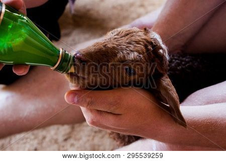 Karakul Brown Lamb Is Feeding Milk  From Bottle