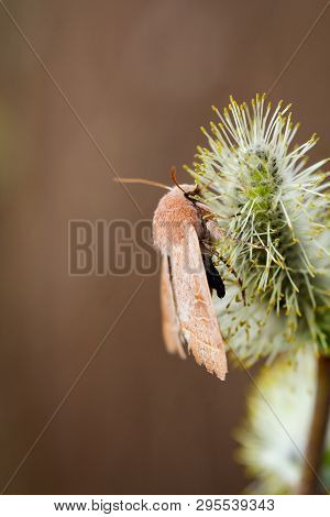 Close Up Of A Butterfly Or Rambling On A Plant