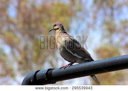 Mourning Dove Perched On A Metal Pole