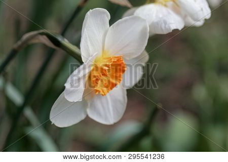 Blossom Of The Small Cupped Narcissus Barret Browning