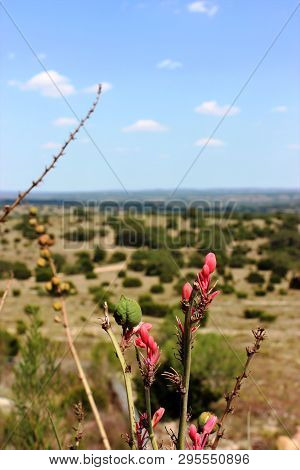 Texas Hill Country Scenic Overlook Of Wild Pink Flowers In The Foreground And Wide Open Land And Hil