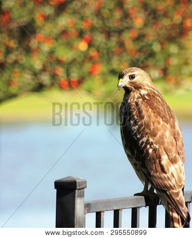 A Juvenile Red-tailed Hawk Perched On A Gate Near A Lake In Texas