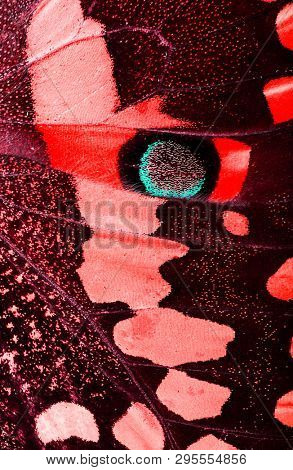 Macro of a wing of a Citrus swallowtail (Papilio demodocus) is a red butterfly living in Sub-Saharan Africa.