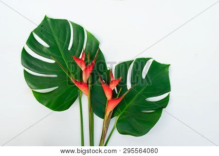 Tropical Green Fresh Mostera Leaves And Exotic Heliconia Red Flowers On Wooden Background