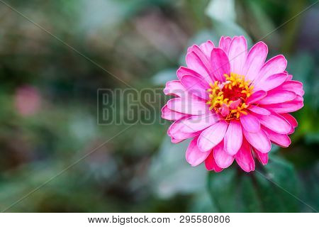 Zinnias Magenta Color Blooming And Blur Leaves Background