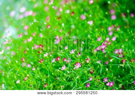 Colorful Beautiful Pink Gypsophila Boutique Flower In Garden
