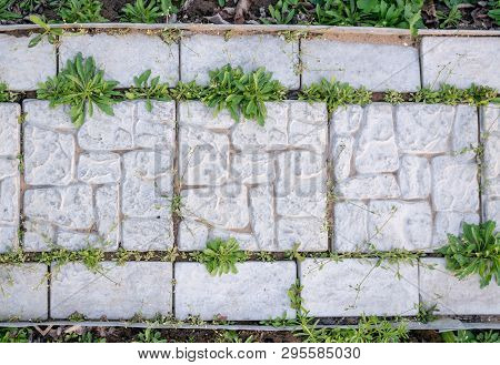 Young Grass On A Track From Concrete