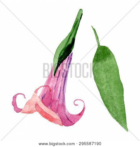 Pink Brugmansia Floral Botanical Flowers. Watercolor Background Set. Isolated Brugmansia Illustratio