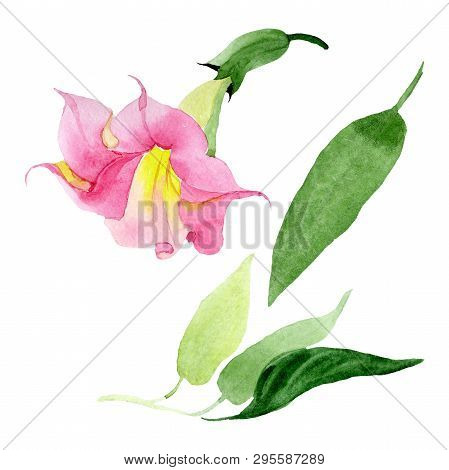 Pink Brugmansia Floral Botanical Flowers. Watercolor Background Set. Isolated Brugmansia Illustratio