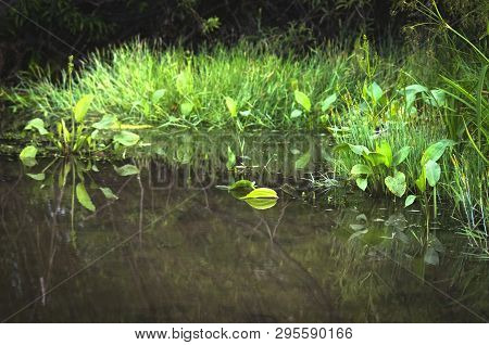 Overgrown River, Stream, Lake Or Pond Shoreline With Grass And Waterweeds. Tree Branches Reflections