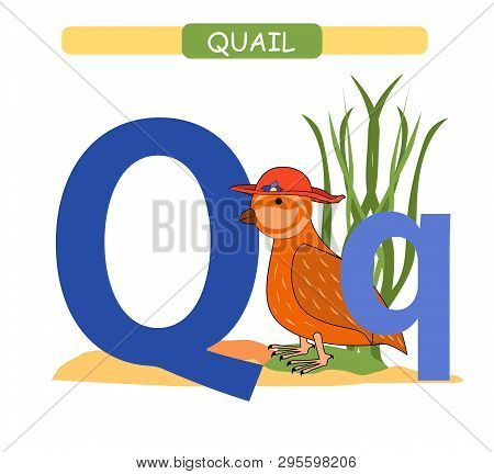 Letter Q And Funny Cartoon Quail. Animals Alphabet A-z. Cute Zoo Alphabet In Vector For Kids Learnin