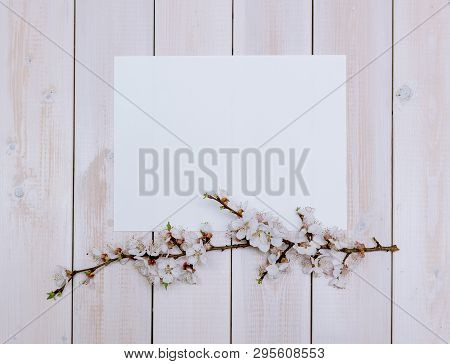 Apricot Branches With Flowers On A Wooden Background