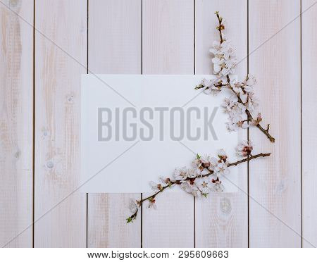 Apricot Branches With Flowers On A Wooden Background