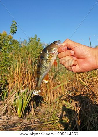 Portrait Of A Caught Perch Close-up. The Hand Of The Fisherman Holds The Caught Perch On The Hook.