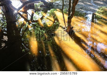 The Yacuma River. Bolivian Jungle. Bolivian Amazon