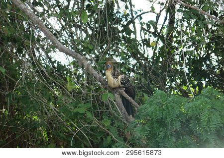 The Hoatzin Bird In The Madidi Park. Beni Region, Pampas De Yacuma, Bolivia.
