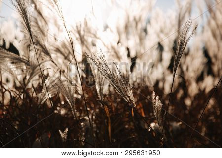 Sunrays Fall Through Wheat. Sunsest In Autumn