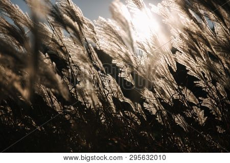 Sunrays Fall Through Wheat. Sunsest In Autumn