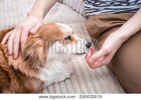 Dog Licks His Owner's Hand. Concept Of Dedication