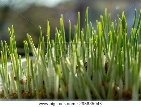 Young Growing Sprouts Of Cat Grass, Dactylis Glomerata, Close Up