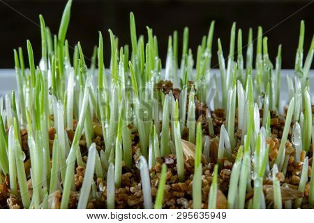 Young Growing Sprouts Of Cat Grass, Dactylis Glomerata, Close Up