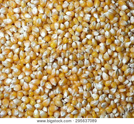 Yellow Background And Texture Of Corns For Popcorn.