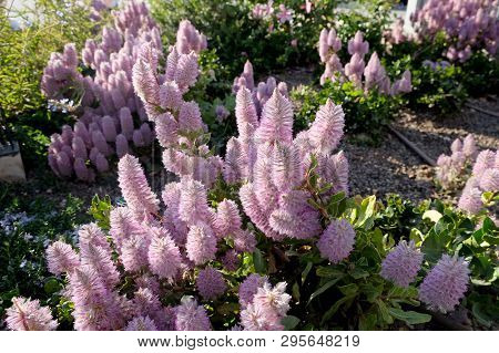 Pink Ptilotus Flowers (ptilotus Exaltatus) Grow In A Flowerbed