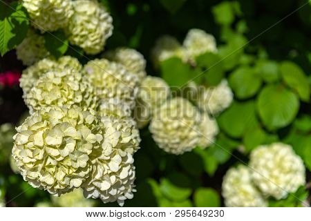 Full Bloom Of Viburnum Plicatum, Also Known As Japanese Snowball Flowers ( Oodemari ) In Springtime 