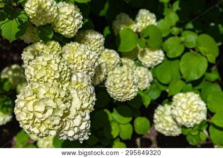Full Bloom Of Viburnum Plicatum, Also Known As Japanese Snowball Flowers ( Oodemari ) In Springtime 