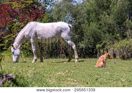 A Fleabitten Gray Mare Grazes Peacefully And The Puppy Looks Bored. Photographed At The Andean Mount