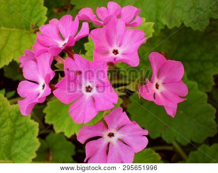 Perennial Primrose Or Primula In The Spring Garden. Spring Primroses Flowers, Primula Polyanthus. Th