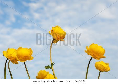 Globeflower, Trollius Europaeus, Beautiful Yellow Globeflowers European Ranunculaceae. Flower Of The
